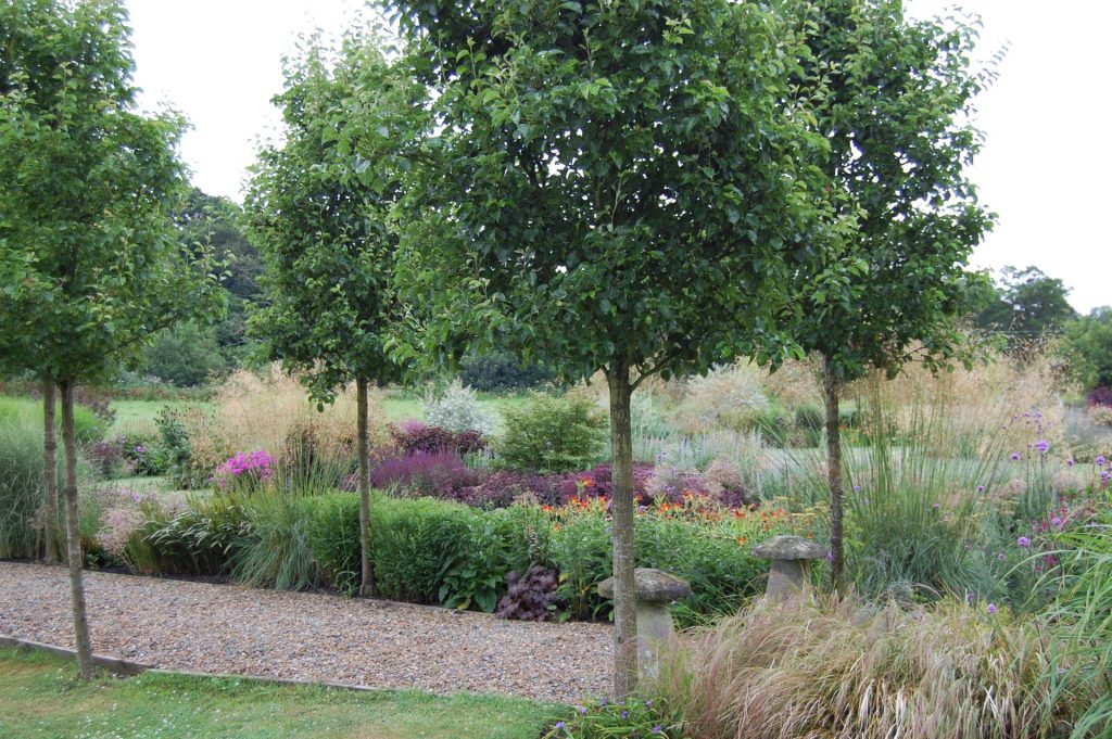 How to Water Trees After Planting: Planting any tree is a significant investment and successful establishment depends heavily on the correct watering.