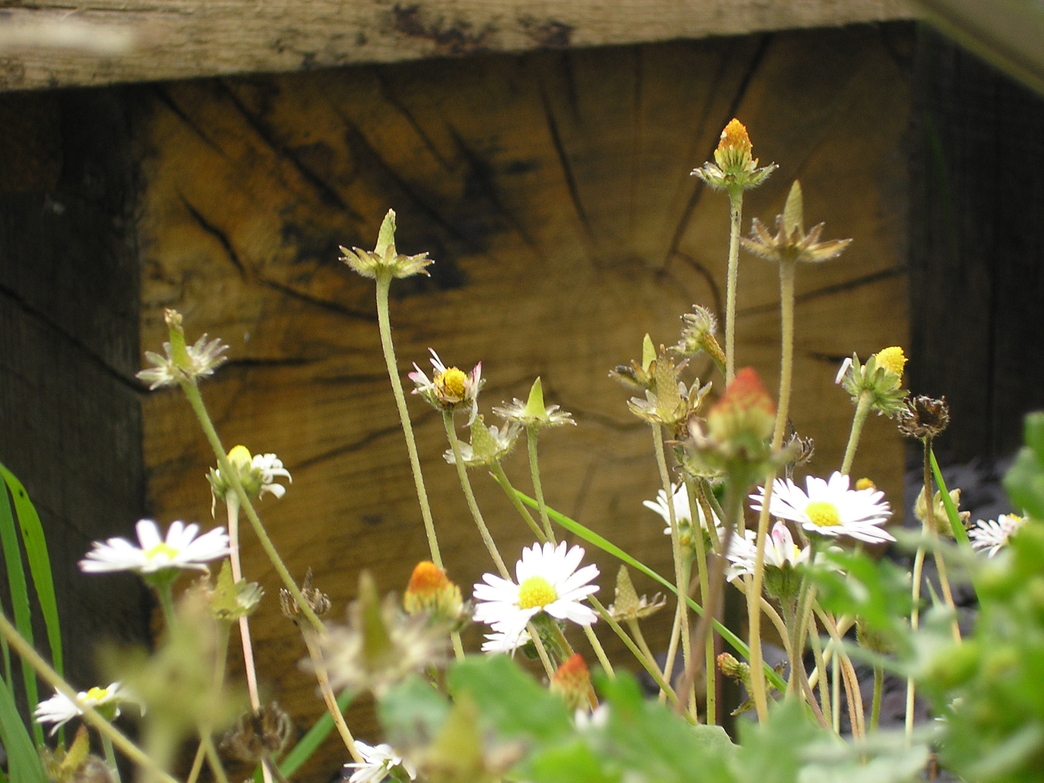 A Retreat For Weeds