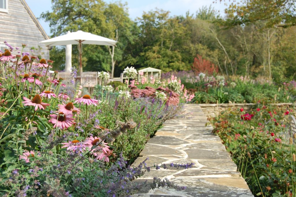 Winter Aconite - Plant of the Month February