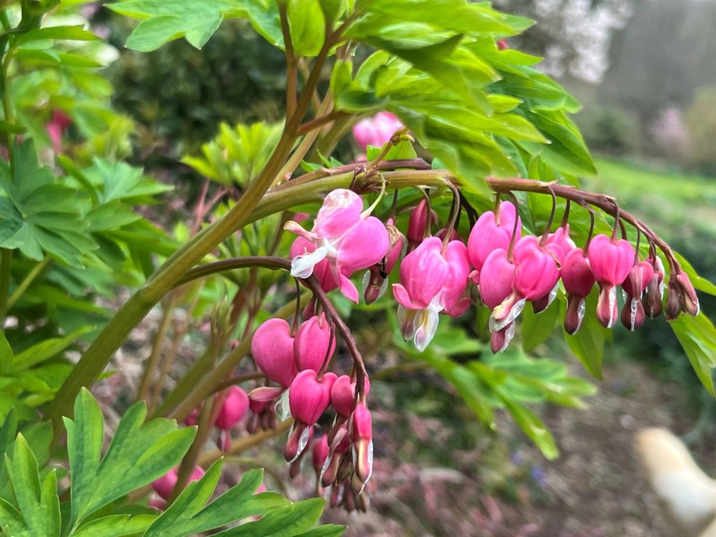 Tips On The Right Plant For the Right Place