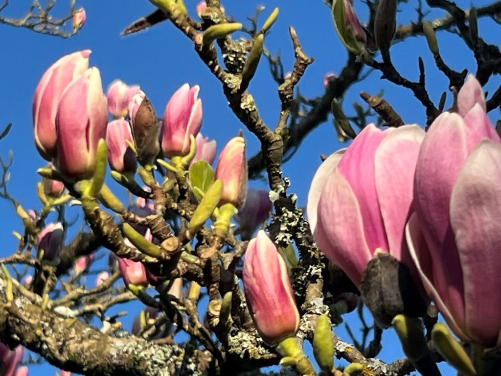 Tips On The Right Plant For the Right Place