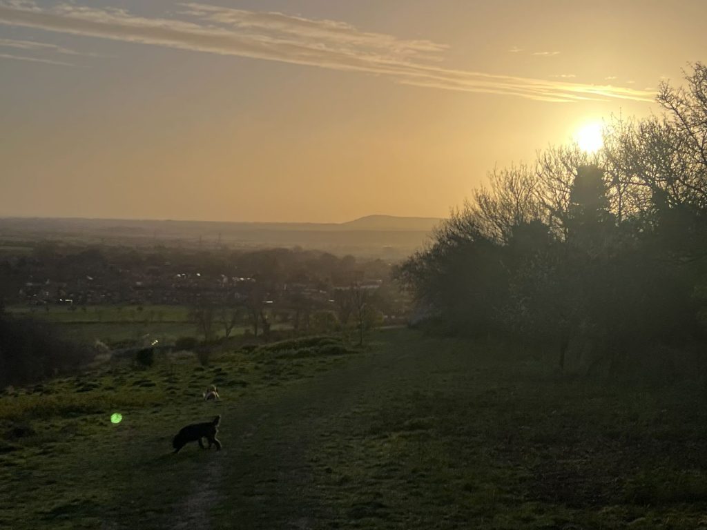 The Best Way to Garden in Your local Landscape