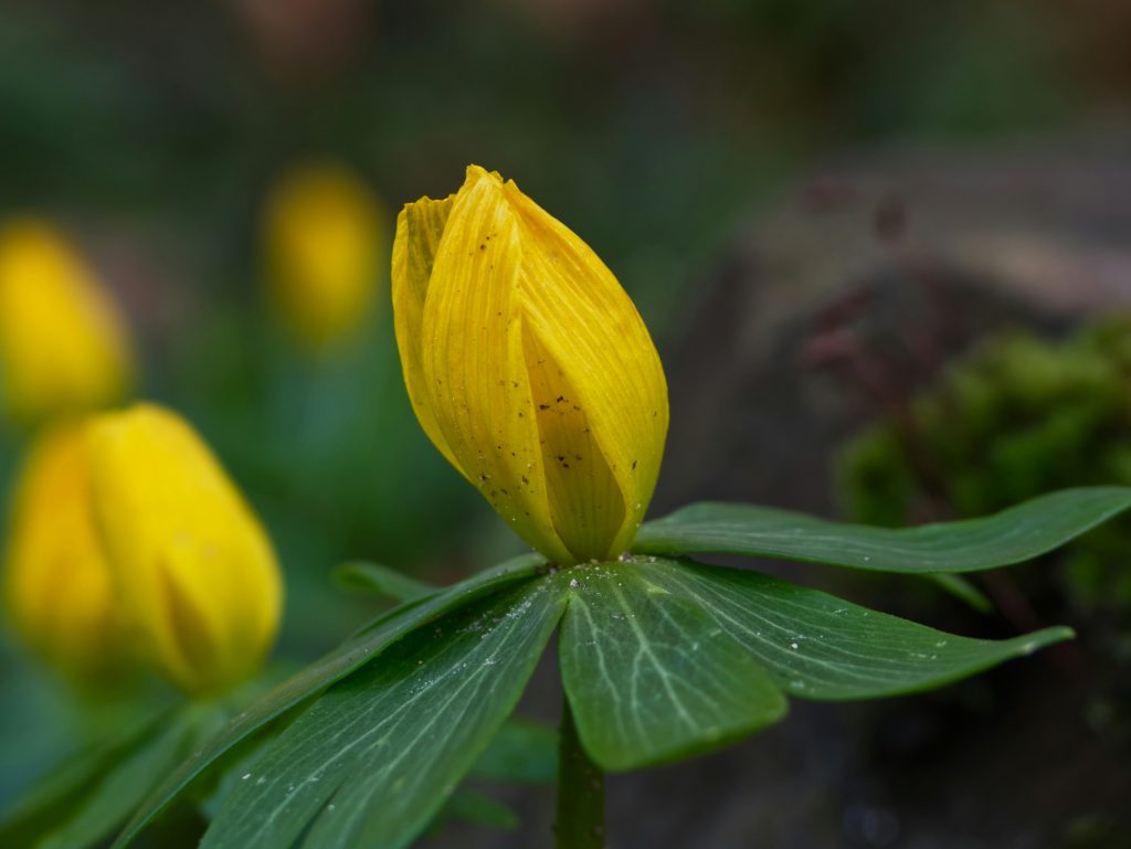 Winter Aconite - Plant of the Month February