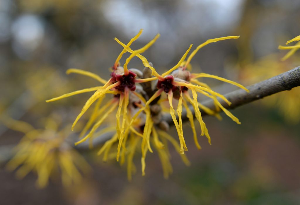 Hamamelis Plant of the Month January