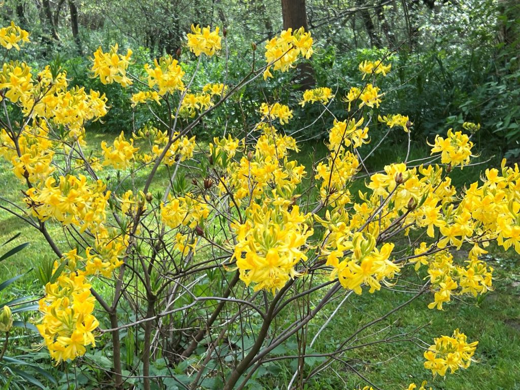 A Complete Guide to Garden Jobs in May: Signs of spring are still around in May, with trees still in blossom and fresh green leaves untouched by the summer sun.