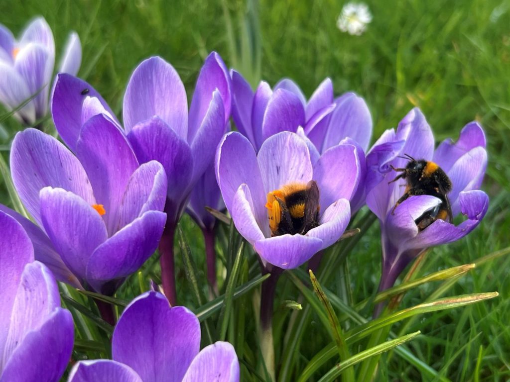 Designing for Year-Round Colour : How creating a garden that looks good for more than just a few weeks is one of the most rewarding challenges in garden design.