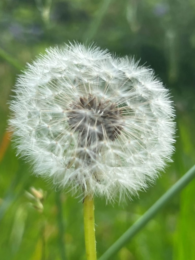 Garden Design Explained: What Separates Good Designers from Great Ones
