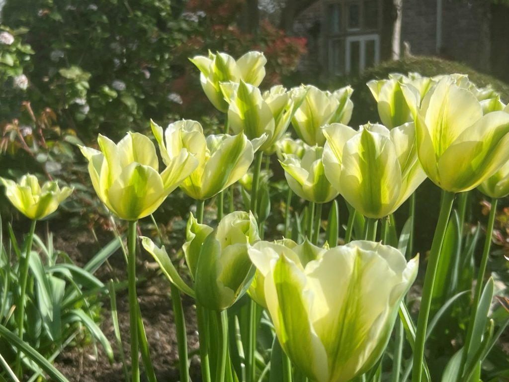 Designing for Year-Round Colour : How creating a garden that looks good for more than just a few weeks is one of the most rewarding challenges in garden design.