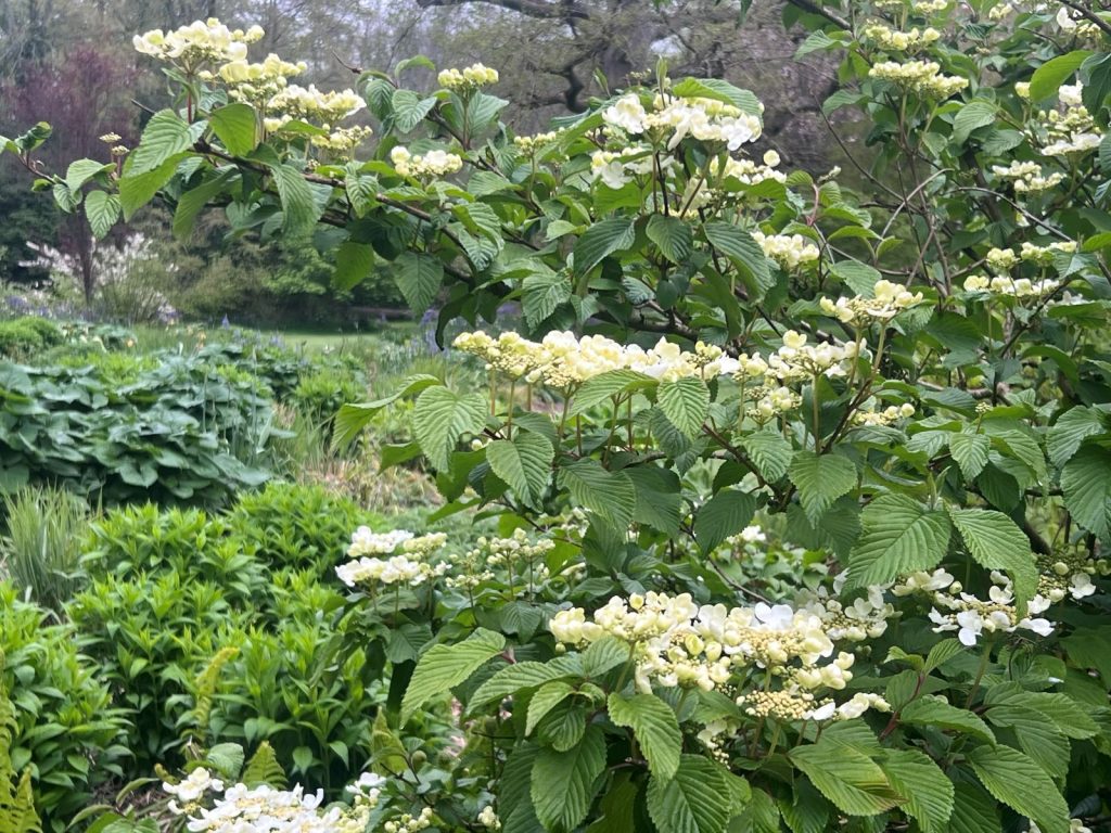 April Plant of the Month – Viburnum ‘Kilimanjaro Sunrise’ - a superb small tree or shrub that offers year-round interest.