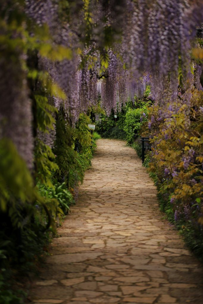 Few plants capture the imagination like Wisteria. With cascading racemes of fragrant flowers, it’s a climber that instantly adds drama and charm to any garden. 