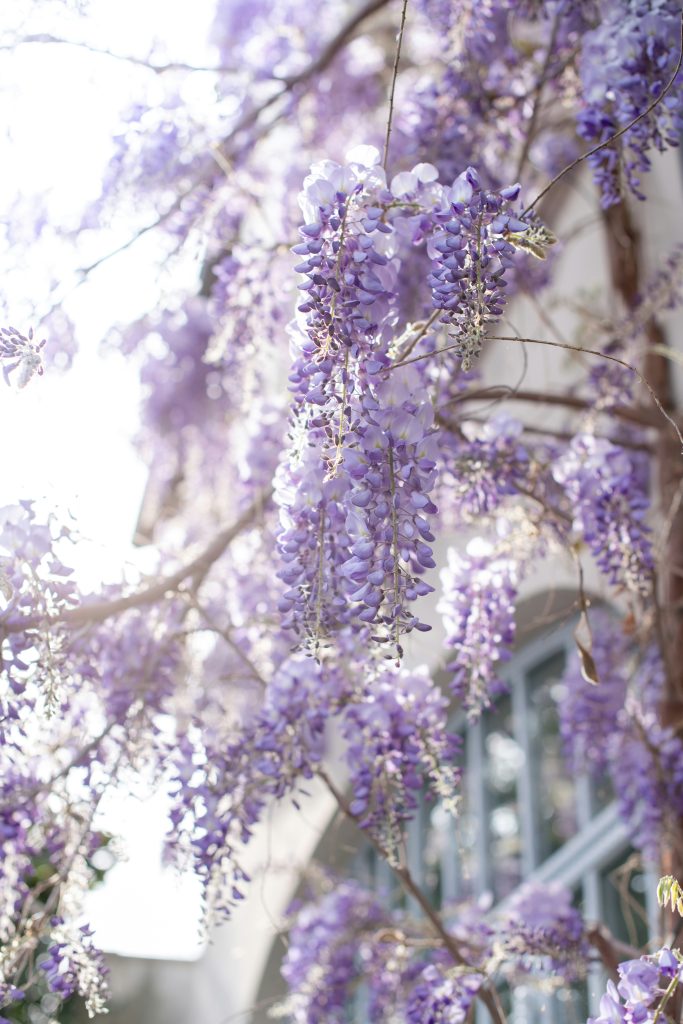 Few plants capture the imagination like Wisteria. With cascading racemes of fragrant flowers, it’s a climber that instantly adds drama and charm to any garden.