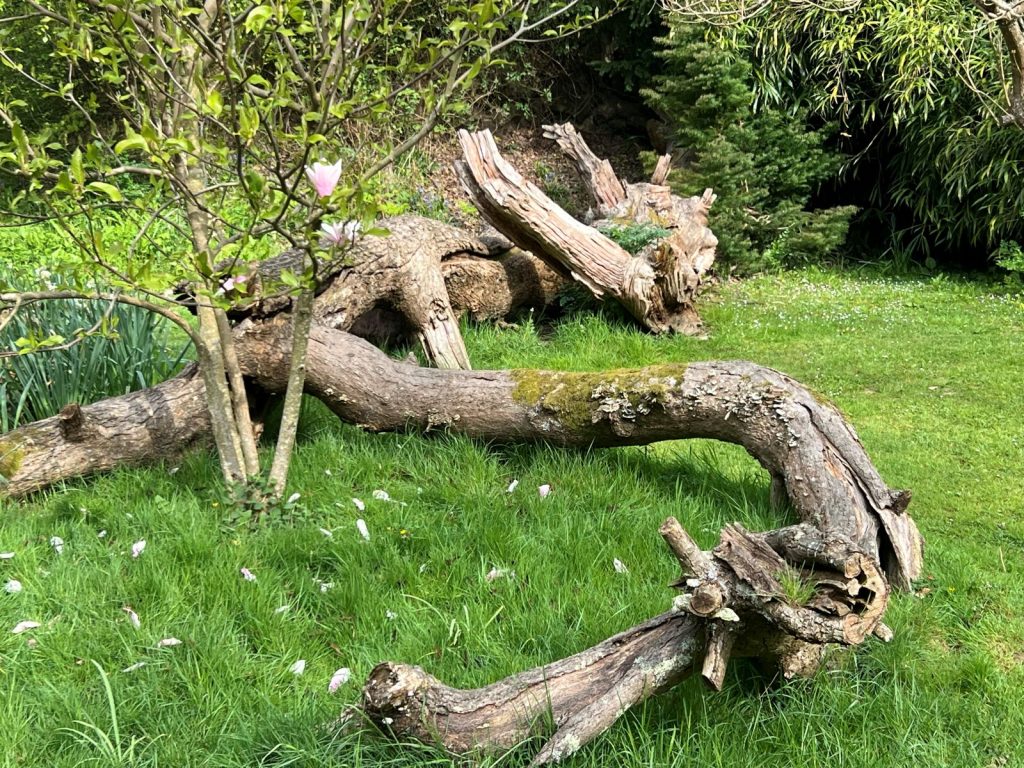 Deadwood in the Garden: Designing with Nature in Mind. Why are fallen branches, old trunks and decaying stumps quickly cleared away in the pursuit of tidiness?